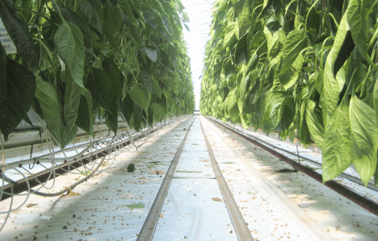 JSV coco products Grow Bags