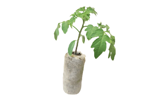 JSV coco products Grow Discs