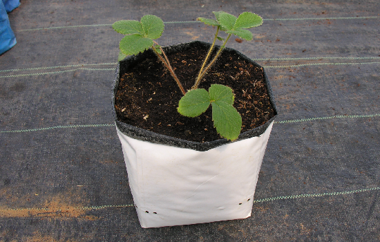 JSV coco products Open Top Bags